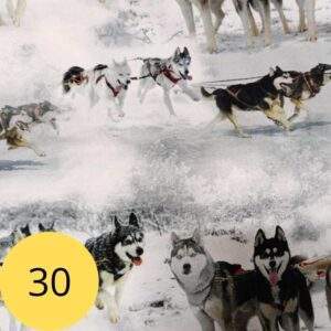 husky-kangamuster-30